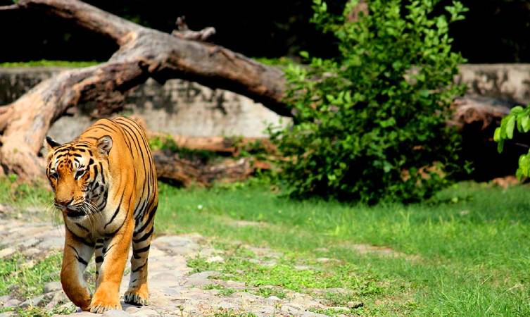 hotel Near Hockey Stadium Chandigarh